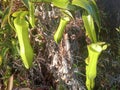 Some of the Nepenthes mirabilis trees in Indonesia