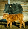 Some newborn, young calves in a cowshed