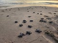 some newly hatched Lepidochelys olivacea Royalty Free Stock Photo