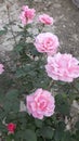 Some nice roses picture in plant