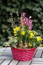 Some nice spring flowers in a red basket Royalty Free Stock Photo