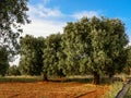 Olive tree in the Salento countryside of Puglia
