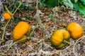 Some orange halloween pumpkins growing on the plant in a organic garden Royalty Free Stock Photo