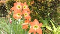 Some orange lillis or amarillis flower blooming on the plant at the garden