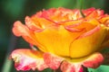 Some orange yellow pink roses in the garden against green background, flowers in bloom. Royalty Free Stock Photo