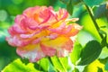 Some orange yellow pink roses in the garden against green background, flowers in bloom closeup. Royalty Free Stock Photo