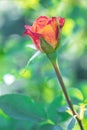 Some orange yellow pink roses in the garden against green background, flowers in bloom closeup. Royalty Free Stock Photo