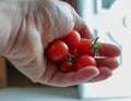 some organic cherry tomatoes in my hand
