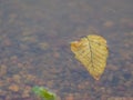 Some outumn leaf on lazy river Royalty Free Stock Photo