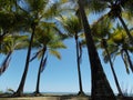 Some palm trees on the Esterillos Beach in Parrita, Costa Rica