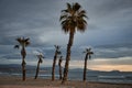 Some palm trees at sunrise on the beach. San Juan beach Alicante Spain