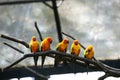 Some parrots (Aratinga solstitialis) Royalty Free Stock Photo