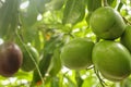 Some passion fruit that looks fresh, unripe and still on the tree Royalty Free Stock Photo