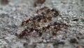 Tetramorium caespitum ants fighting with intruders