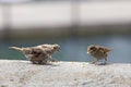 Some pecking sparrows, passer domesticus, on a stone wall