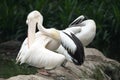 Some Pelicans birds resting on some rocks boulders