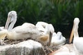 Some Pelicans birds resting on some rocks boulders