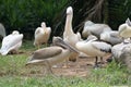 Some Pelicans birds resting on some rocks boulders