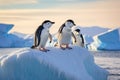 some penguins in the arctic walking around on the iceberg and looking for the young baby, chinstrap penguins, Pygoscelis