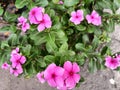 Some periwinkle or Tapak Dara or Catharanthus roseus flowers growing beautifully in the garden
