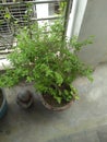 Photo graphes of greenery in my balcony of my house Royalty Free Stock Photo