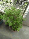 Photo graphes of greenery in my balcony of my house Royalty Free Stock Photo