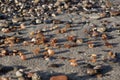 Some pieces of amber found on the Baltic seashore