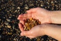 Some pieces of amber found on the Baltic seashore