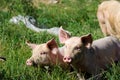 Some piglets run in a meadow