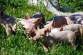 Some piglets run in a meadow