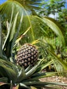 Some pineaple fruith still grow up in the middle of coconut tree Royalty Free Stock Photo