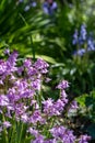 Some pink bluebell flowers.