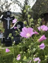 Some pink flowers in a christian cemetery
