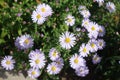 Some pink flowers of Michaelmas daisies Royalty Free Stock Photo