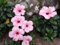 Some pink shoe flowers petals so beautiful and charming