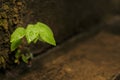 Some plant growth hard Royalty Free Stock Photo