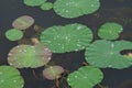 Water dews on the lotus leaves.