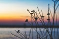 Some plants in the foreground and a beautiful sunset in the background in high contrast at Lacul Morii Lake, Bucharest, Romania