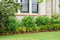 Some plants in a landscaped garden with well-tended neat lawn by the wall of a large house