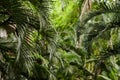 Some plants and palm leaves in the garden forest on a green background.