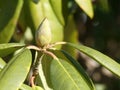 Closeup Detail of Sunlight on a Rhododendron Bud in Wintertime