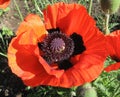 Some poppies on green field in sunny day Royalty Free Stock Photo