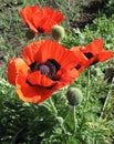 Some poppies on green field in sunny day Royalty Free Stock Photo