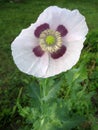 Some poppies on green field in sunny day Royalty Free Stock Photo