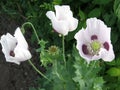 Some poppies on green field in sunny day Royalty Free Stock Photo