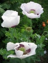 Some poppies on green field in sunny day Royalty Free Stock Photo