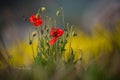 Spring Landscape With Two Wild Moravian Red Poppy And Seven Bees. Several Bees Collect Pollen.Bee Extract Nectar Close Up. Intoxic