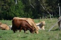 Pretty cows in a Quebec farm in the Canadian coutryside