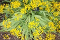 Yellow garden flowers in the summertime