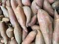 Produce stand sweet potatoes organic arranged for sale background or backdrop Royalty Free Stock Photo